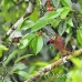 toucanet_la_h_0792_ecu2831.jpg